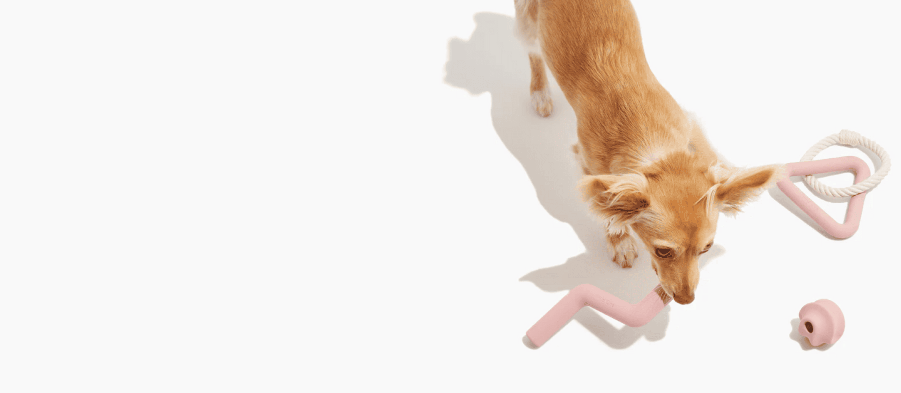 dog accessories collection