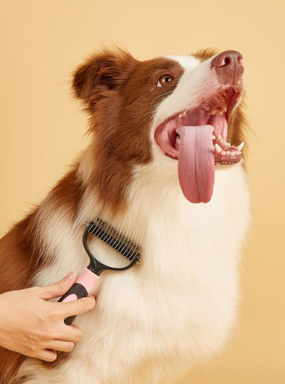 pet daily care item