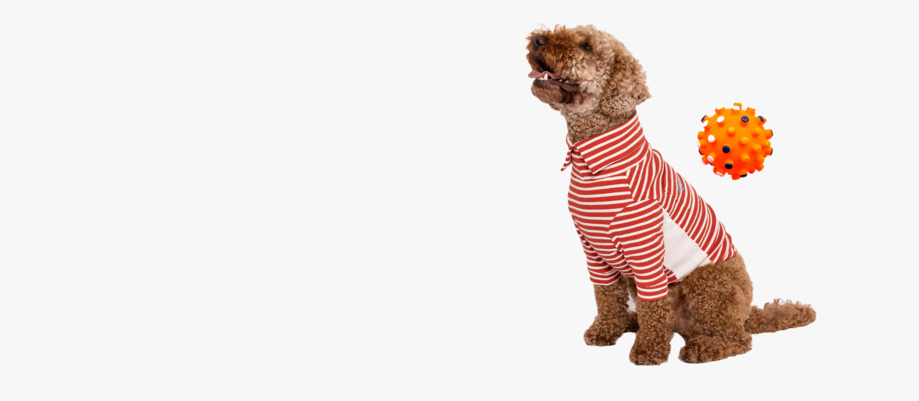 pet travel and daily accessories