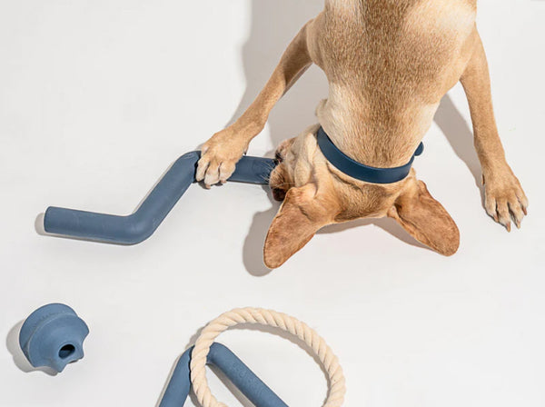 pet accessories collection